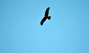 LIBERO