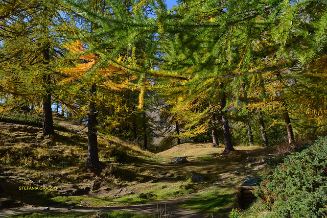 LES COULEURS DE L’AUTOMNE 2019