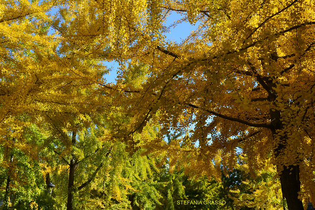 COLORI D’AUTUNNO 2020 – VERCELLI, PRAROLO, PEZZANA