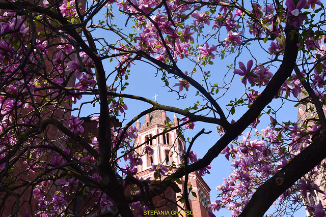 MAGNOLIE A VERCELLI