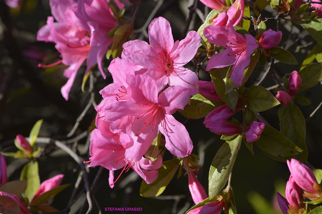 AZALEA CONDOMINIALE