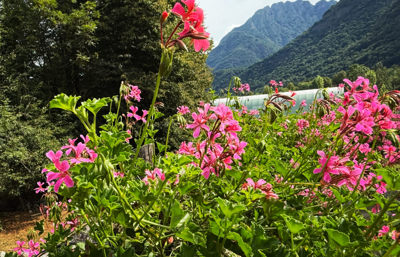 SCOPELLO LUGLIO 2025