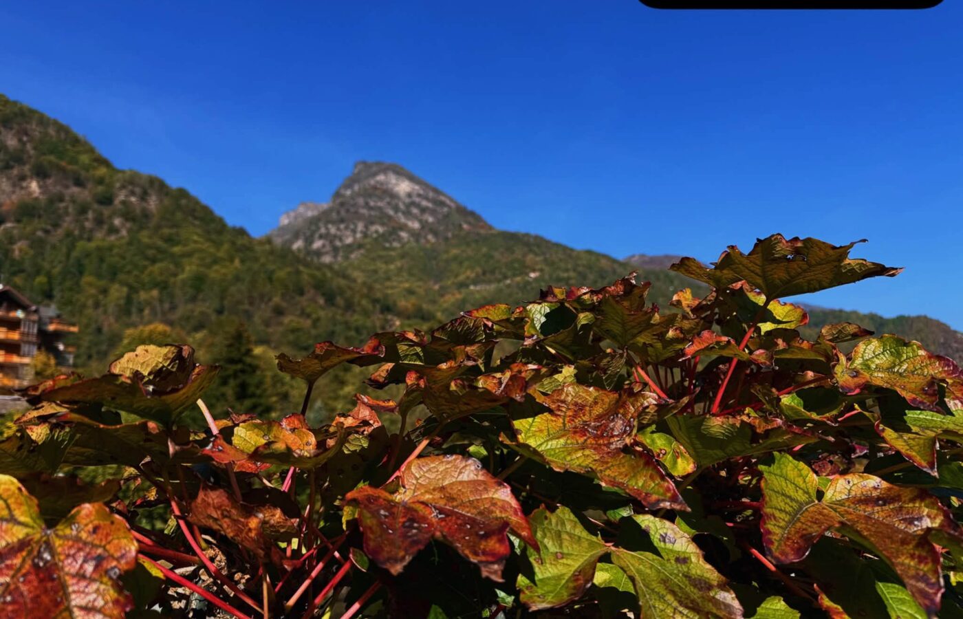 SCOPELLO – AUTUNNO 2026